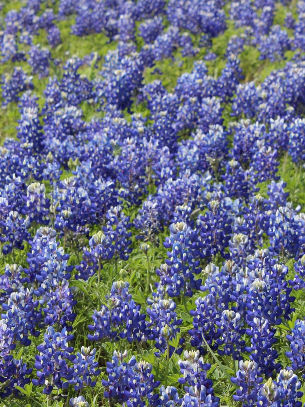 Texas Bluebonnets
